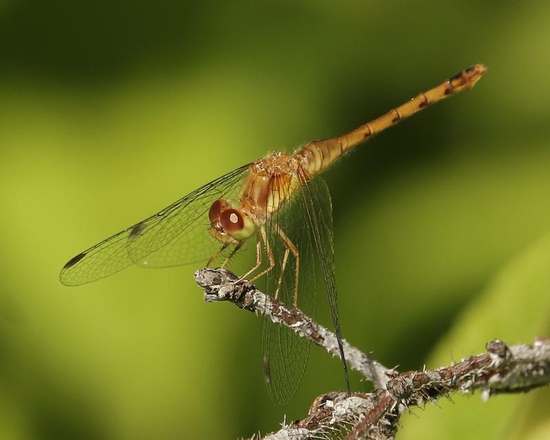 Photo of Autumn Meadowhawk