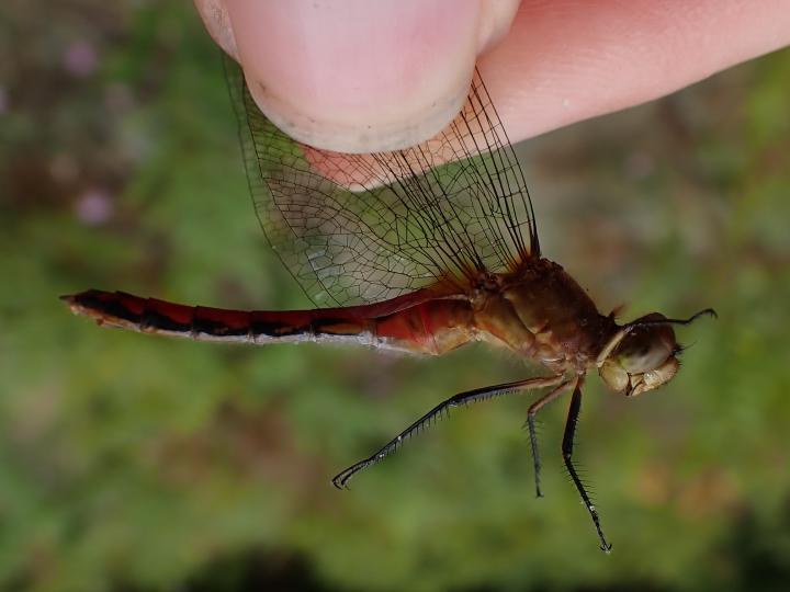 Photo of Cherry-faced Meadowhawk