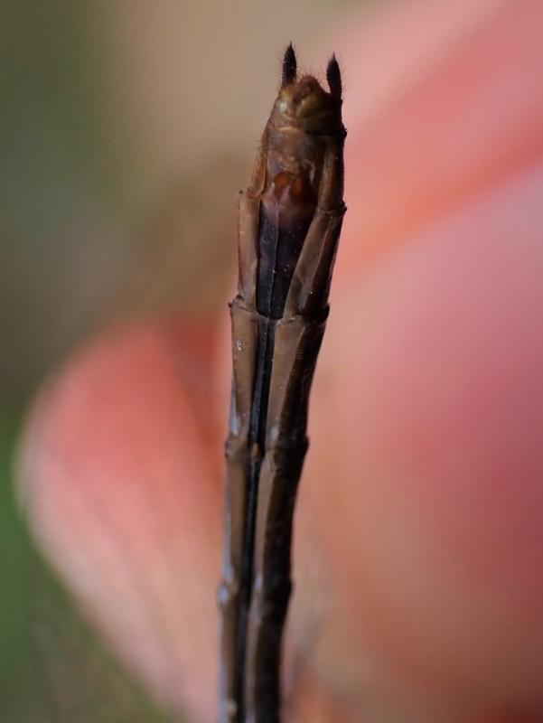 Photo of Cherry-faced Meadowhawk