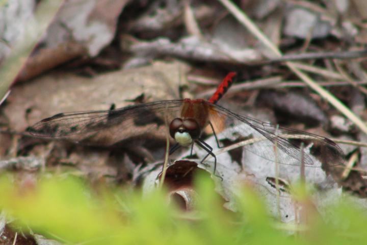 Photo of White-faced Meadowhawk