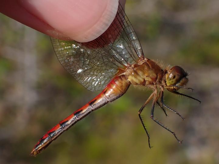 Photo of Cherry-faced Meadowhawk