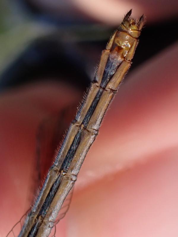 Photo of Cherry-faced Meadowhawk