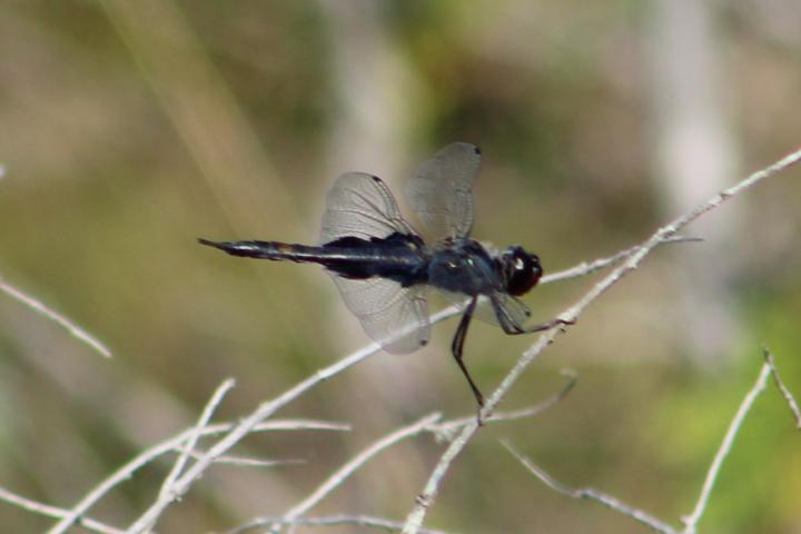 Photo of Black Saddlebags