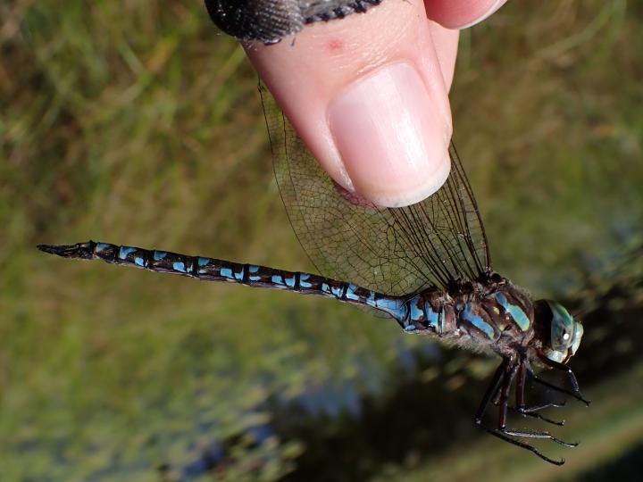 Photo of Canada Darner