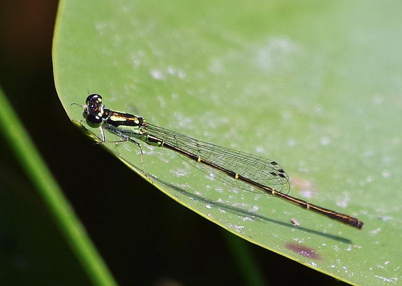 Photo of Fragile Forktail