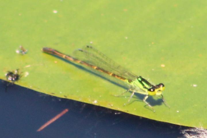 Photo of Fragile Forktail