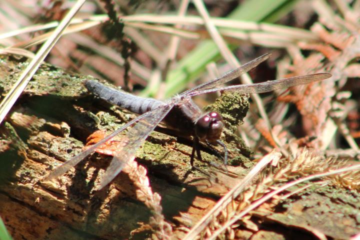 Photo of Chalk-fronted Corporal