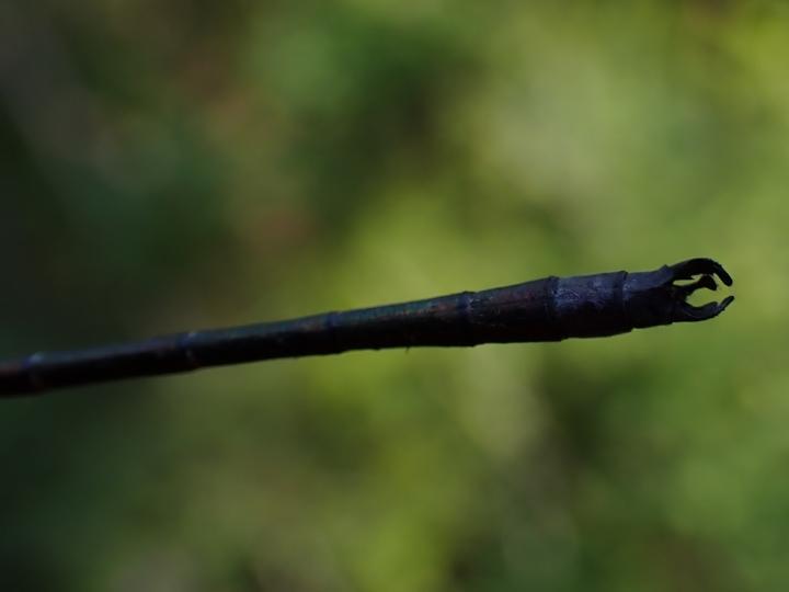 Photo of Emerald Spreadwing