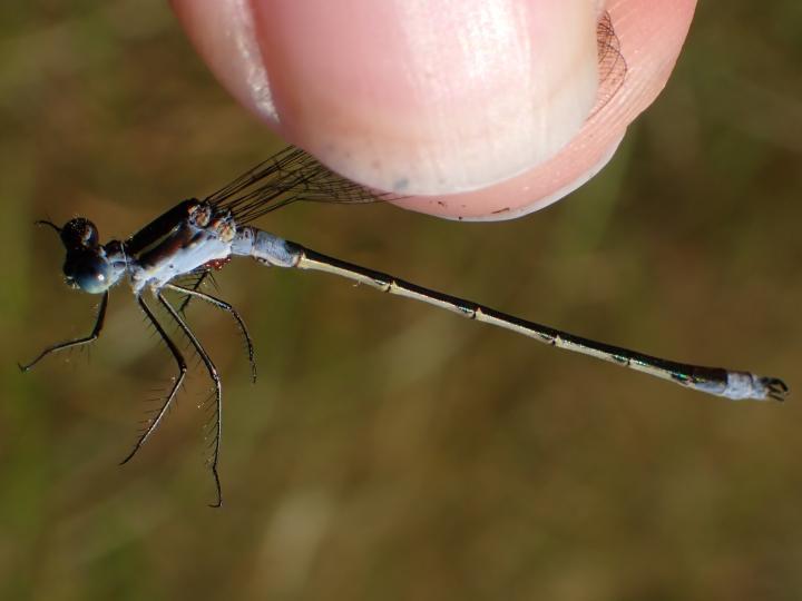 Photo of Northern Spreadwing