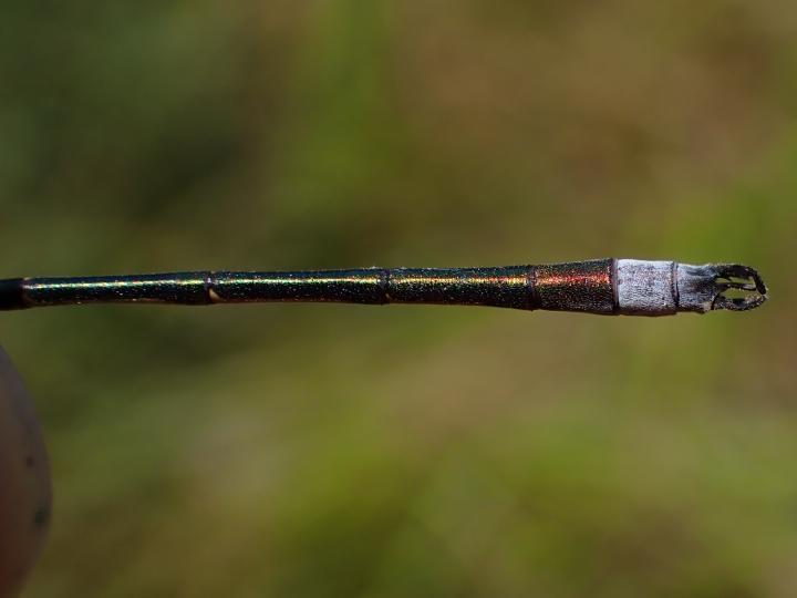 Photo of Northern Spreadwing