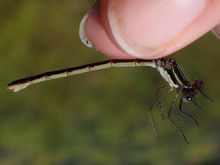 Photo of Northern Spreadwing