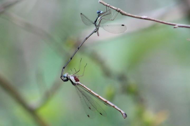 Photo of Slender Spreadwing