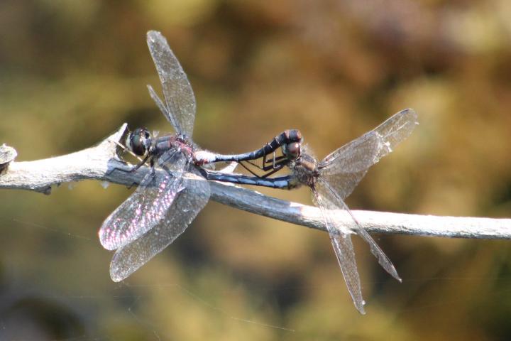 Photo of Belted Whiteface