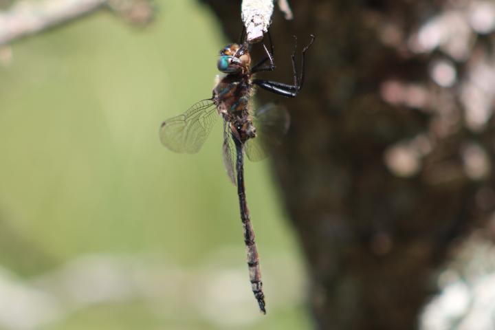 Photo of Williamson's Emerald