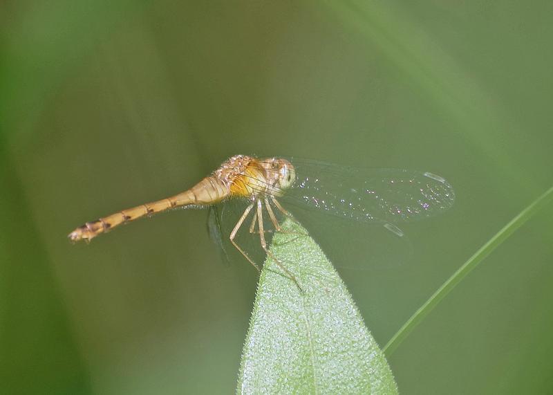 Photo of Autumn Meadowhawk