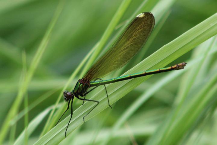 Photo of Ebony Jewelwing