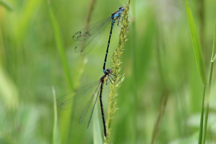 Photo of Aurora Damsel