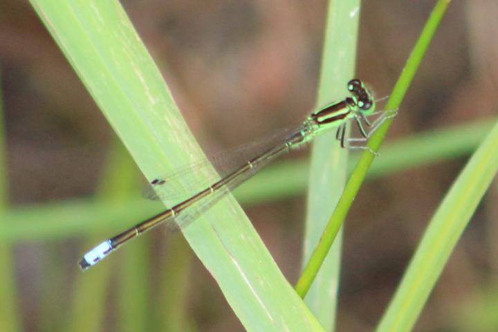 Photo of Eastern Forktail