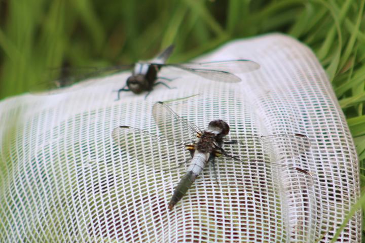 Photo of Chalk-fronted Corporal