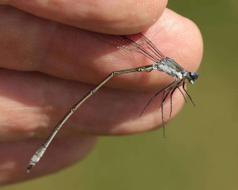 Photo of Swamp Spreadwing