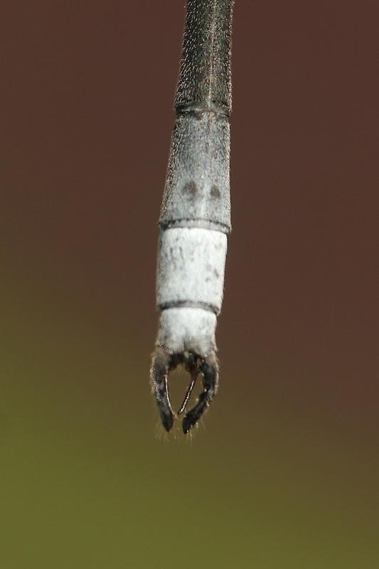 Photo of Swamp Spreadwing