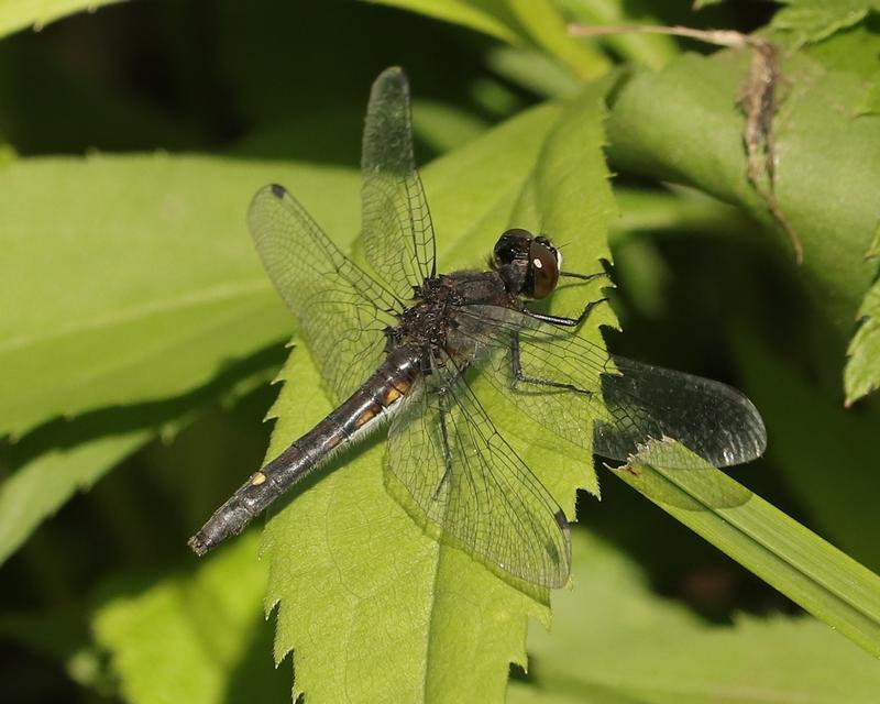 Photo of Dot-tailed Whiteface