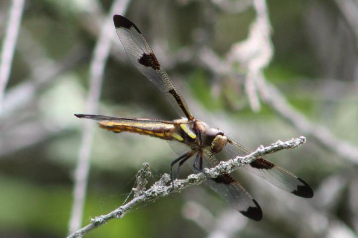 Photo of Twelve-spotted Skimmer