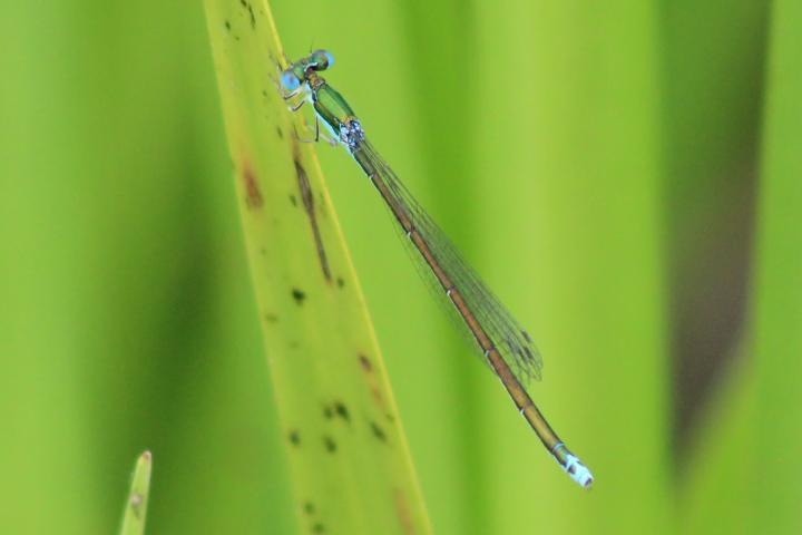 Photo of Sedge Sprite