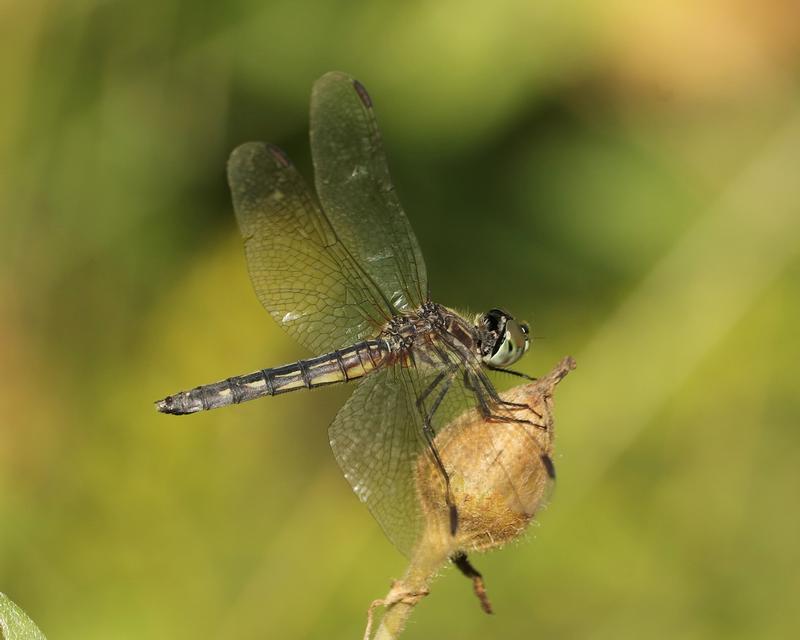 Photo of Blue Dasher