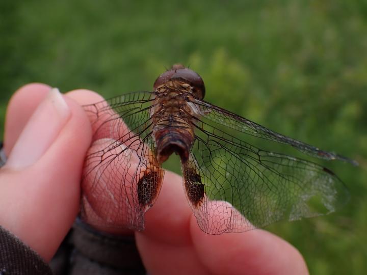 Photo of Spot-winged Glider