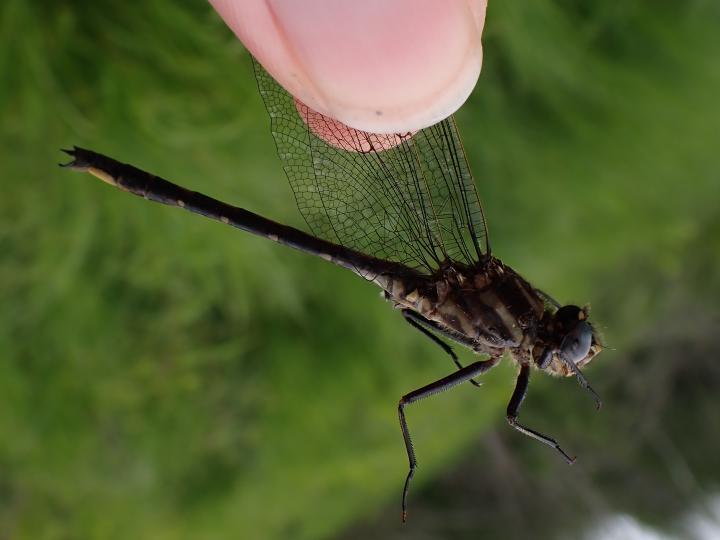 Photo of Dusky Clubtail