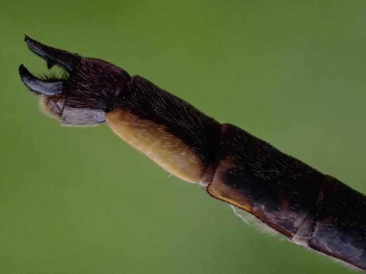 Photo of Dusky Clubtail