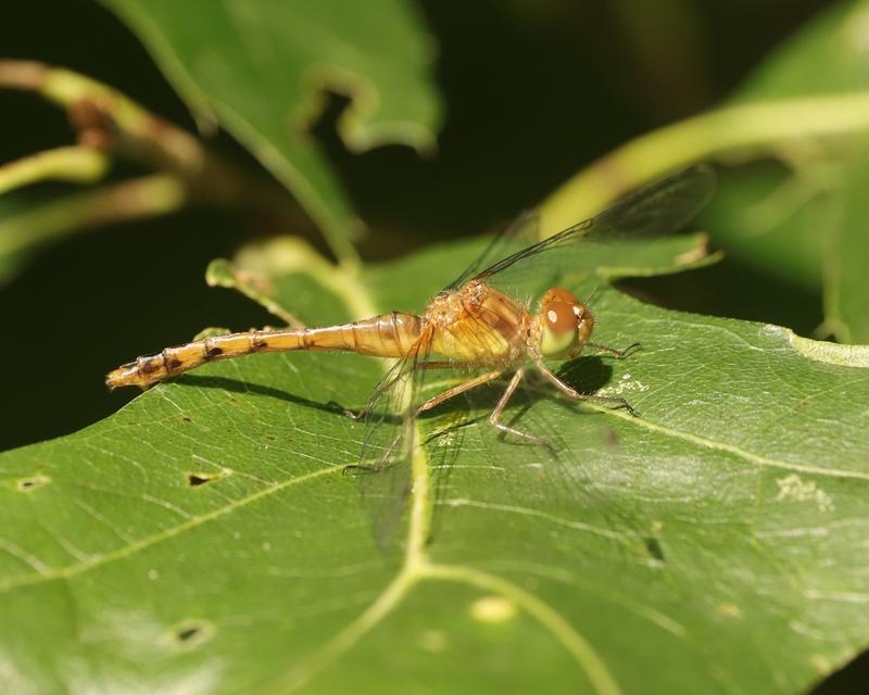 Photo of Autumn Meadowhawk