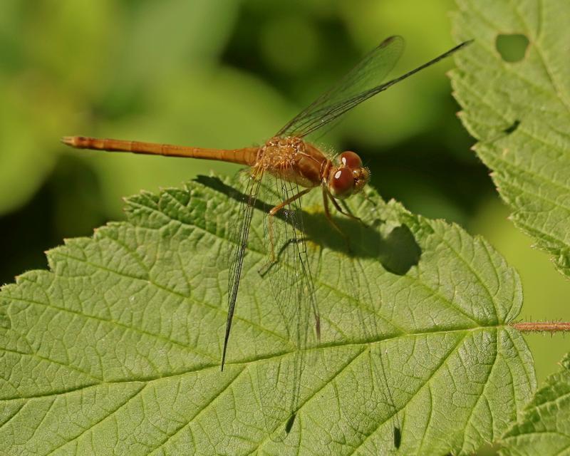 Photo of Autumn Meadowhawk