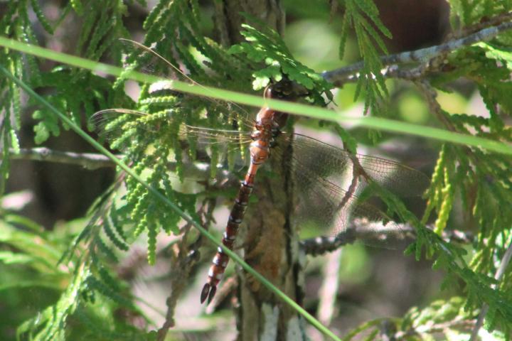 Photo of Lance-tipped Darner