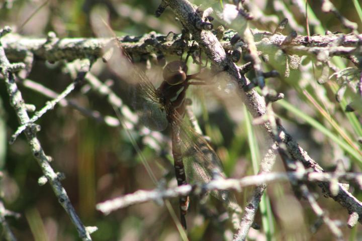 Photo of Lance-tipped Darner