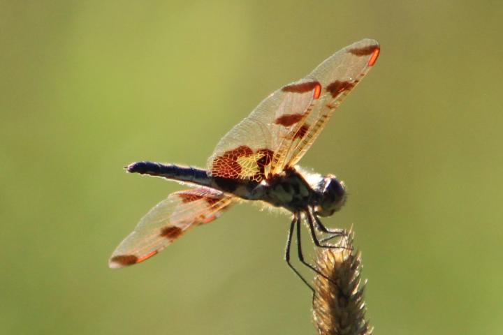 Photo of Calico Pennant