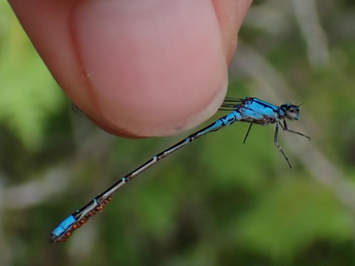 Photo of Skimming Bluet