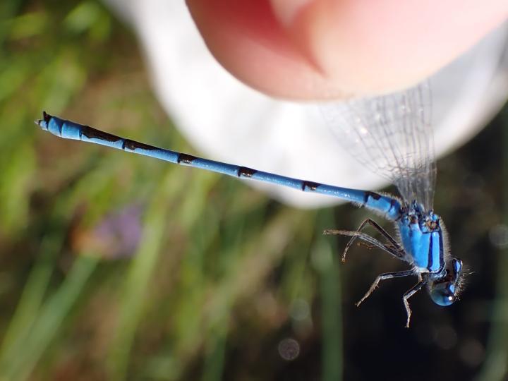 Photo of Familiar Bluet