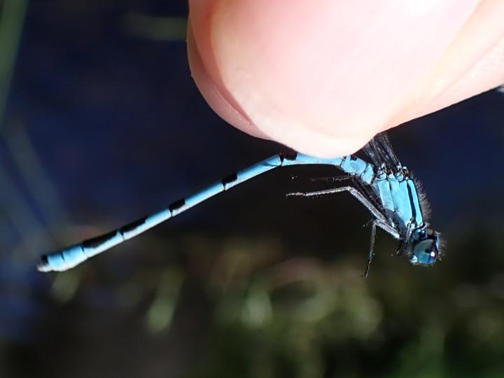 Photo of Hagen's Bluet