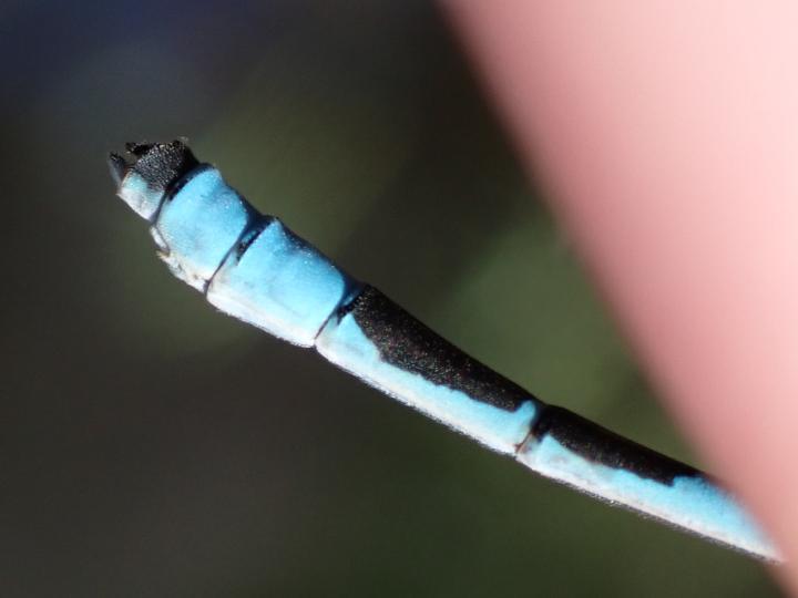 Photo of Hagen's Bluet