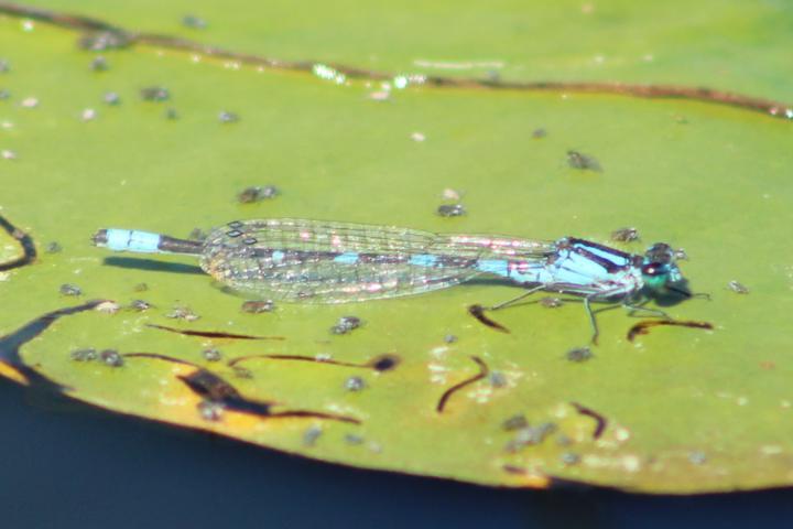 Photo of Tule Bluet