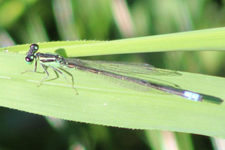 Photo of Eastern Forktail