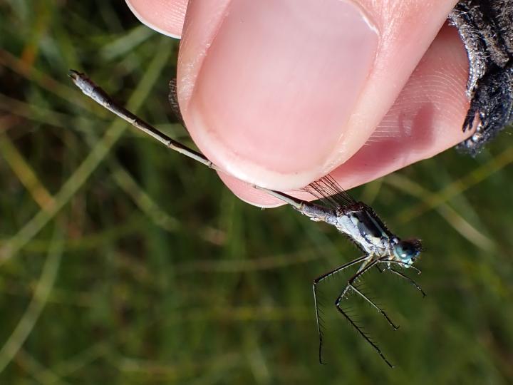 Photo of Northern Spreadwing