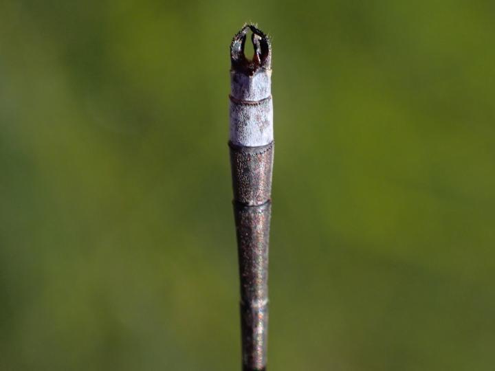 Photo of Northern Spreadwing