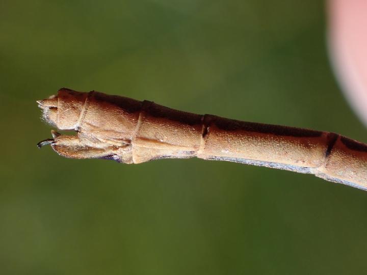 Photo of Northern Spreadwing