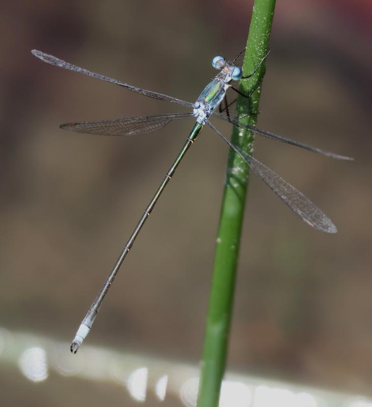 Photo of Swamp Spreadwing