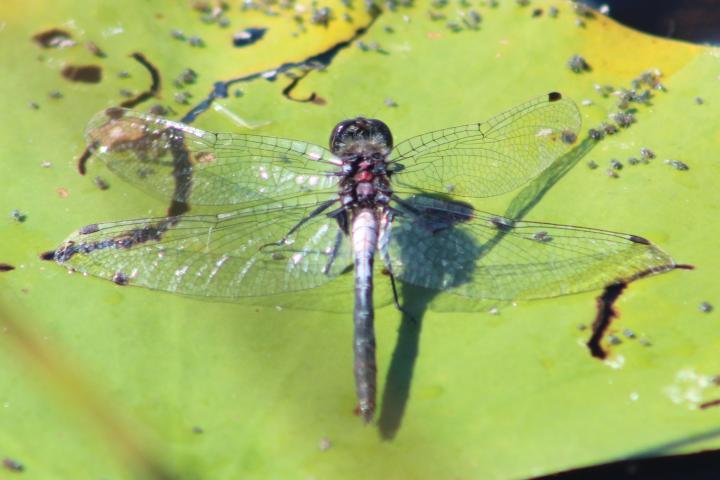 Photo of Belted Whiteface