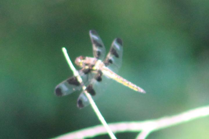 Photo of Twelve-spotted Skimmer