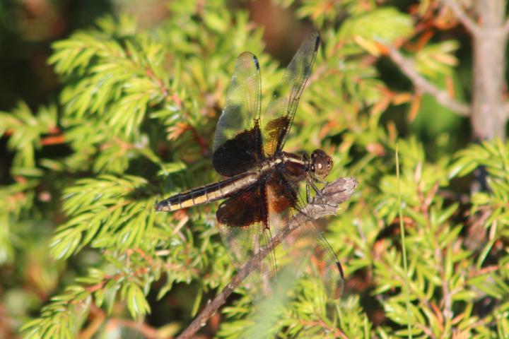 Photo of Widow Skimmer